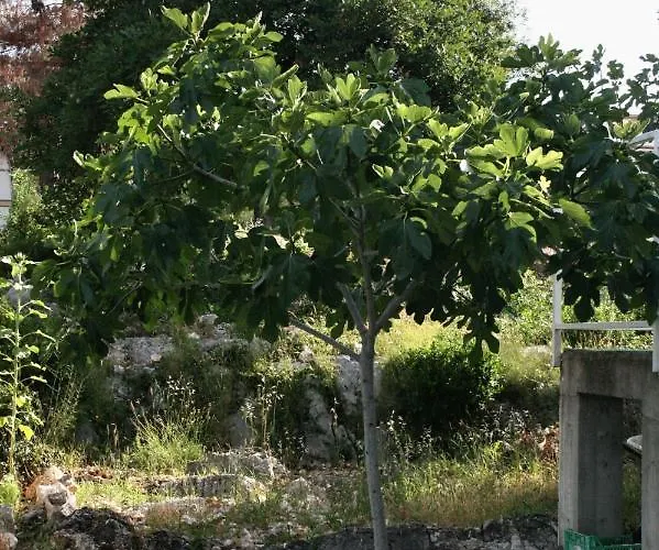 With Parking Space Jezera, Murter - 5109 Lejlighed Jezera